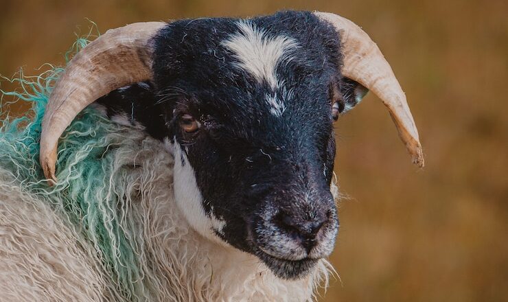 La prière Tabaski, autorisée par le maire de Goma