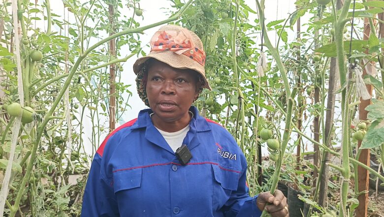 Goma : l’agriculture urbaine comme réponse à l’insécurité rurale, l&rsquo;Ets De La Capitale prend le dessus