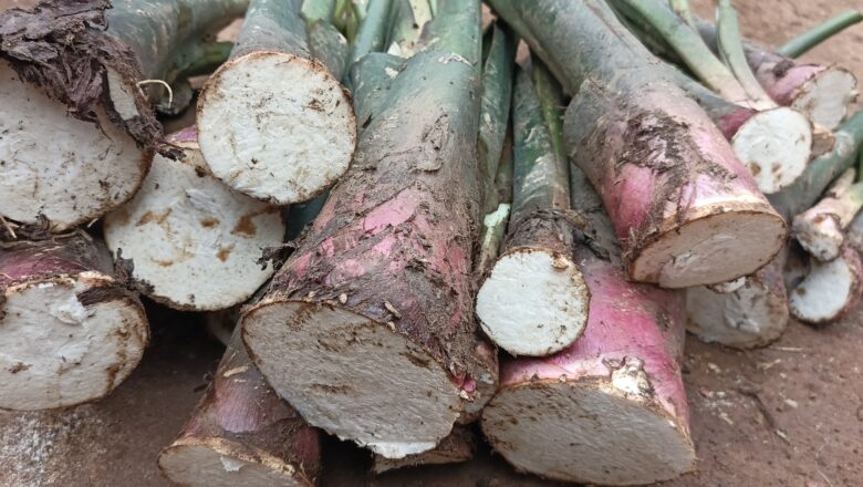 Nord-Kivu: Le taro, une richesse oubliée du Nord-Kivu que les mamans de Muhinzi font revivre