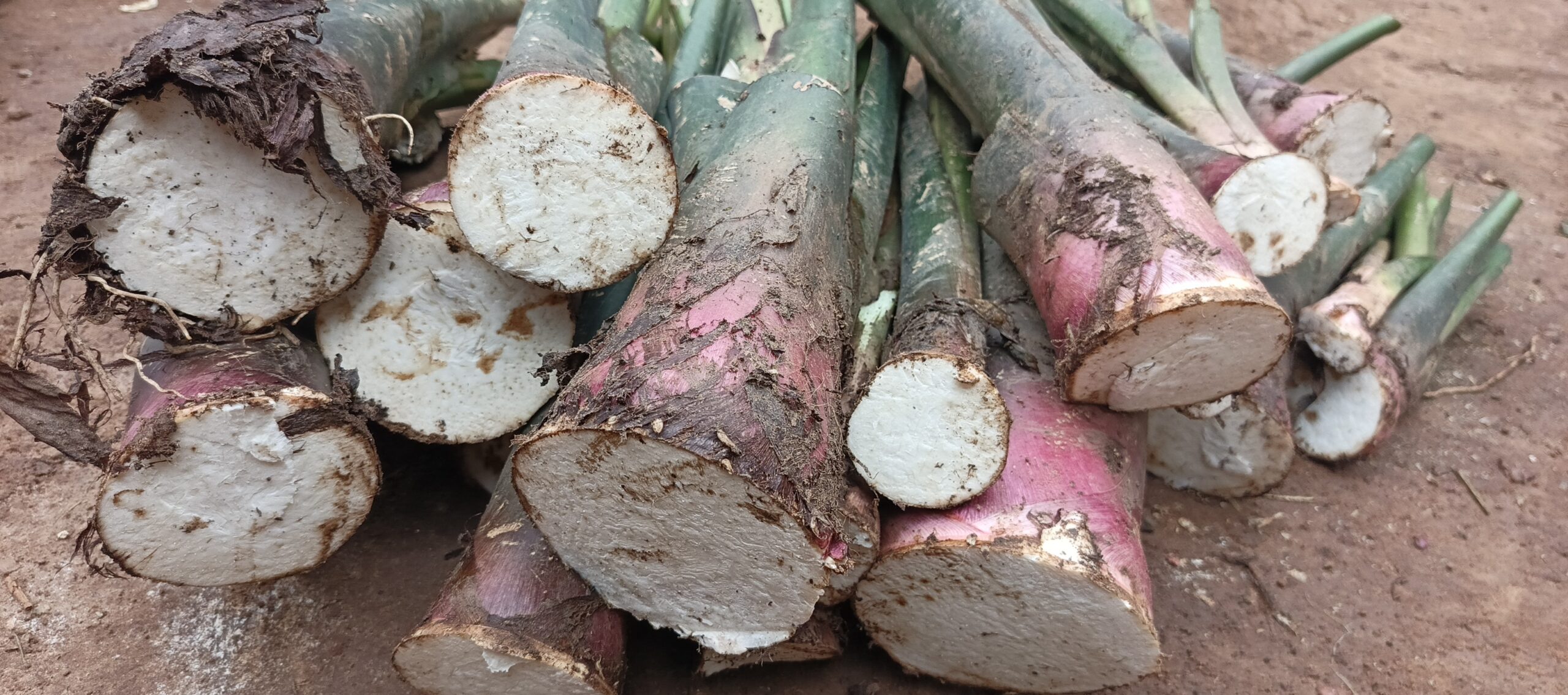 Nord-Kivu: Le taro, une richesse oubliée du Nord-Kivu que les mamans de Muhinzi font revivre