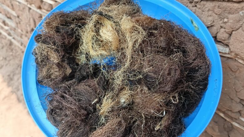 Nord-Kivu : la barbe de maïs, un trésor médicinal encore méconnu