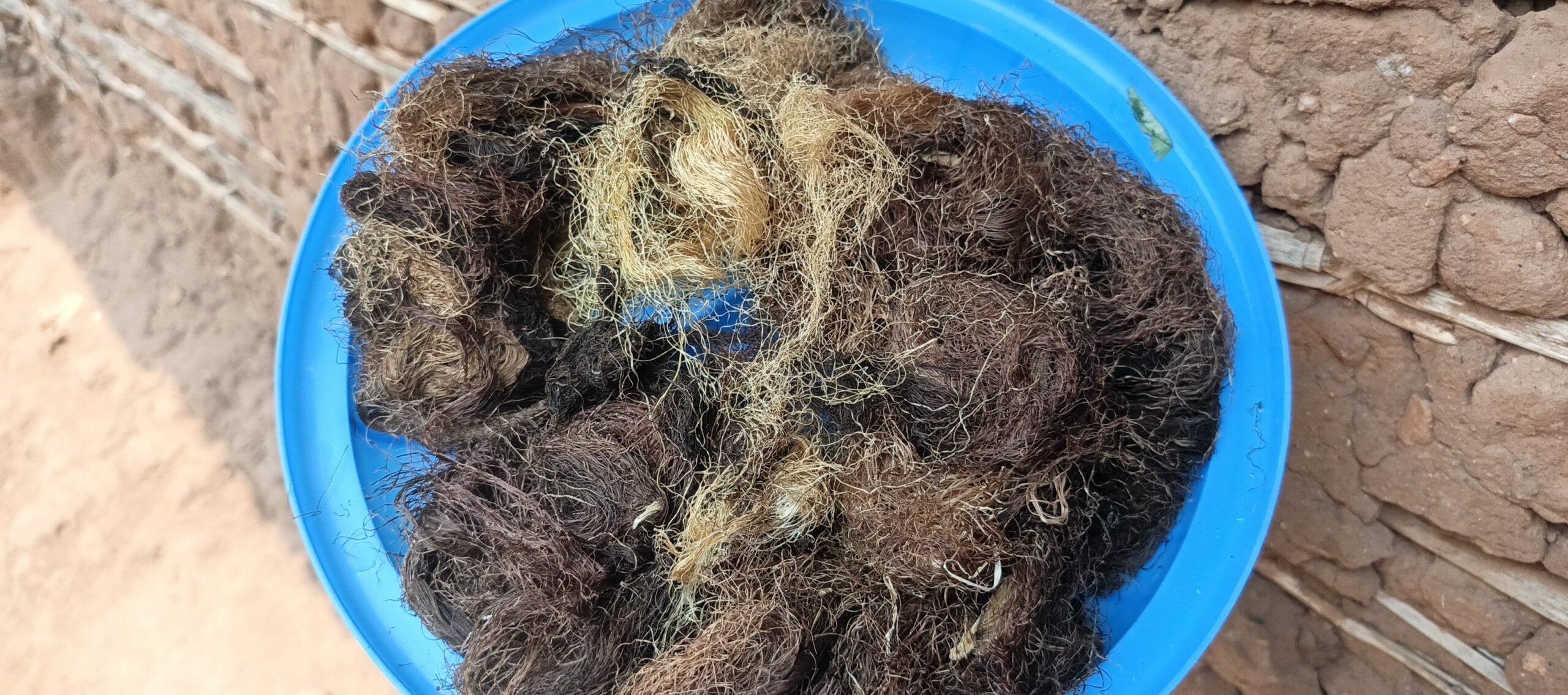 Nord-Kivu : la barbe de maïs, un trésor médicinal encore méconnu