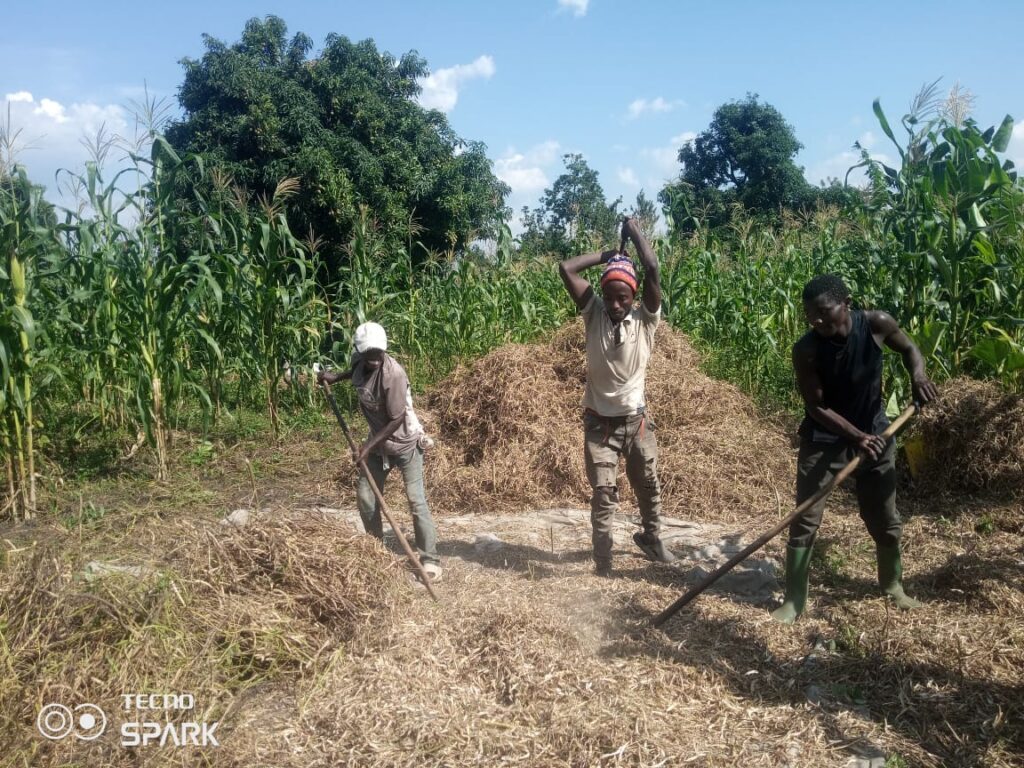 Rutshuru : les pluies perturbent la période de récolte à Kiwanja