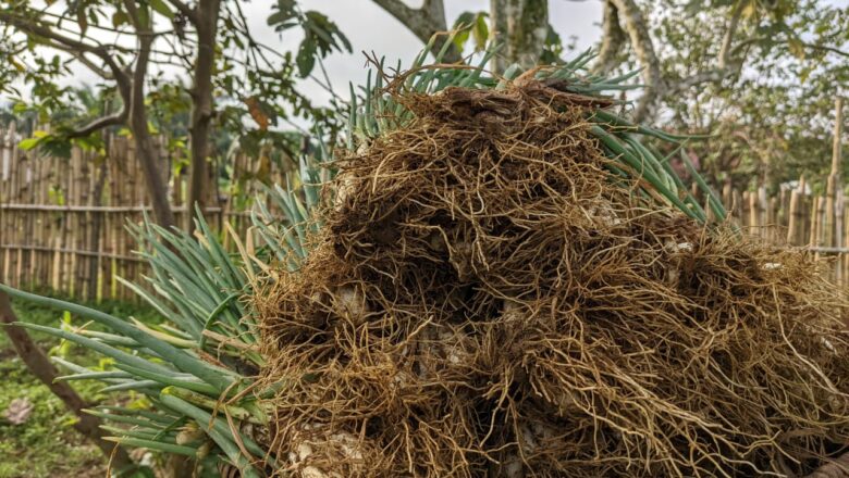 FOMUBISA à Walikale : Les femmes cultivatrices au cœur de la deuxième récolte de ciboules, un pas vers l’autonomisation communautaire