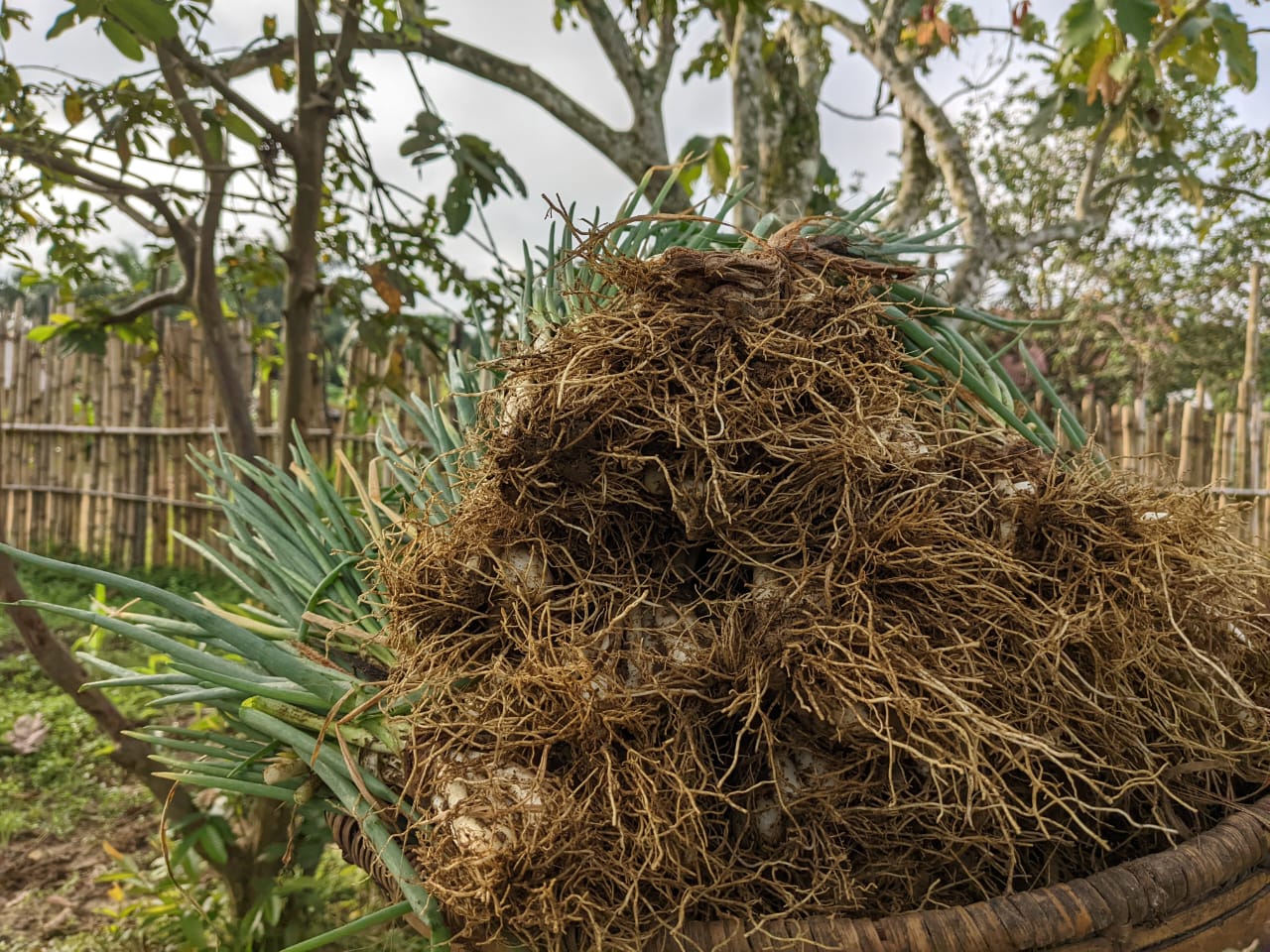FOMUBISA à Walikale : Les femmes cultivatrices au cœur de la deuxième récolte de ciboules, un pas vers l’autonomisation communautaire