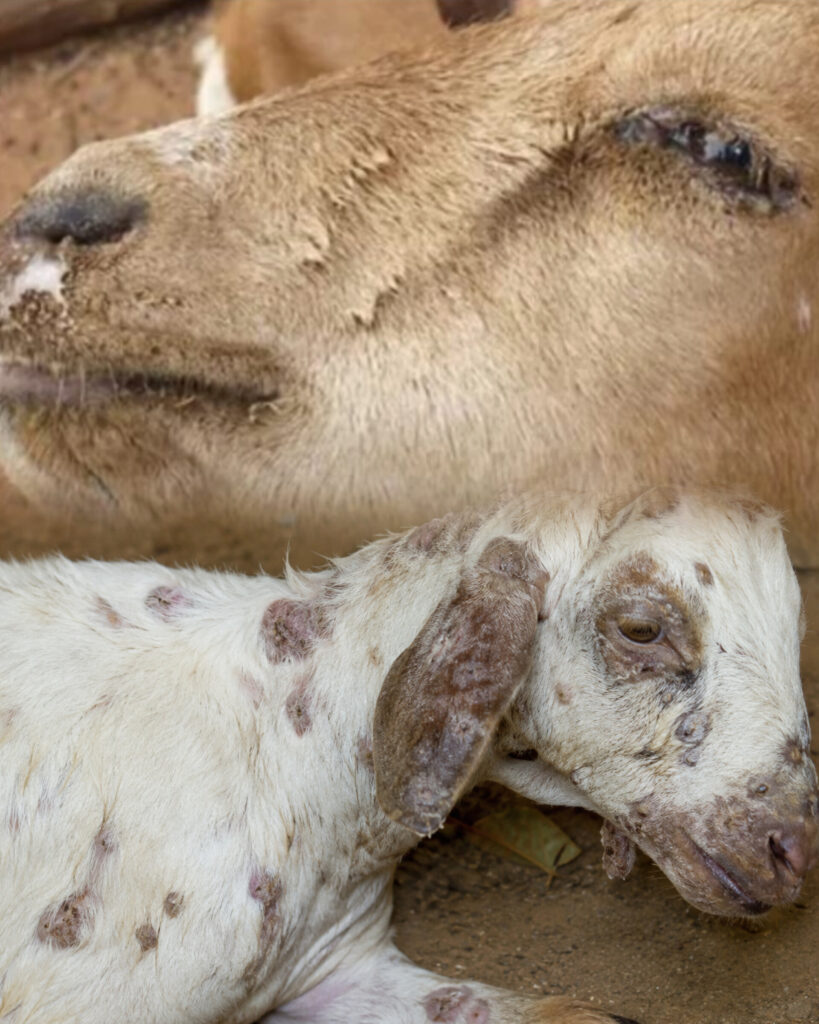 Grand Kasaï : La résurgence de la peste des petits ruminants relance les inquiétudes sur la sécurité alimentaire en RDC