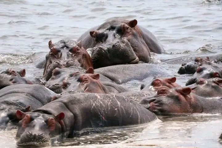 Nord-Kivu : l’anthrax confirmé après la mort de plusieurs hippopotames dans la Semuliki, l’eau potentiellement contaminée inquiète